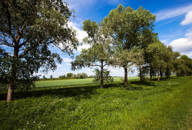 Alberi che crescono in fila. estate dell'anno