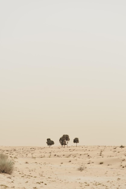 Alberi che crescono nel deserto di Dubai Emirati Arabi Uniti Paesaggio di natura selvaggia