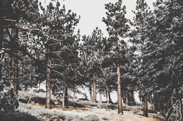 Foto alberi che crescono nel paesaggio