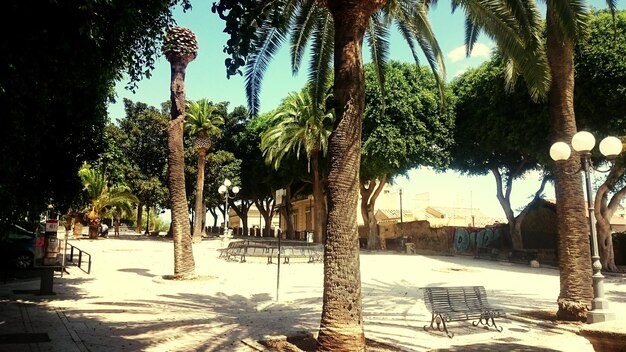 Alberi che crescono nel parco contro il cielo