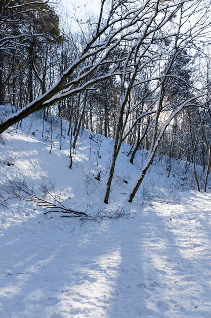 Alberi che crescono nel parco coperto di neve e ghiaccio