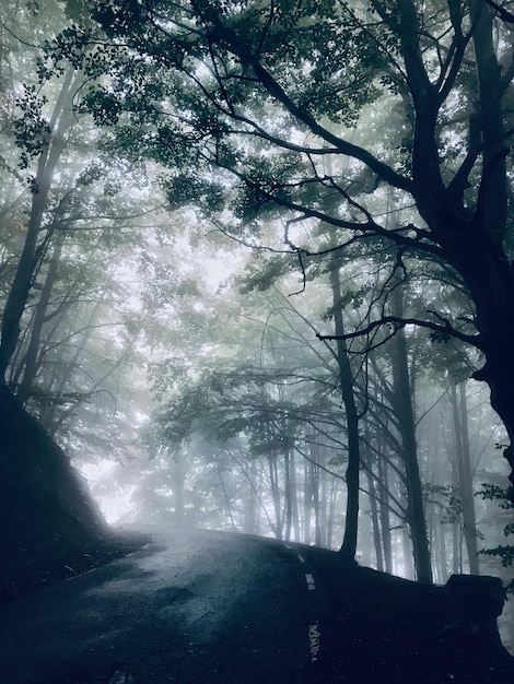 Alberi che crescono nella foresta durante l'inverno