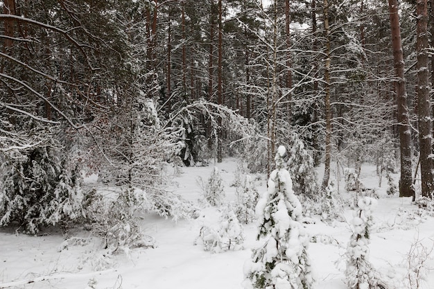 Alberi che crescono nella foresta e nel parco nella stagione invernale