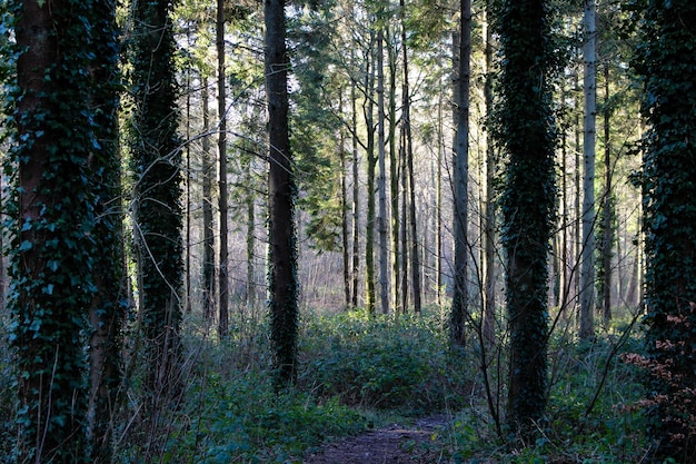 Alberi che crescono nella foresta