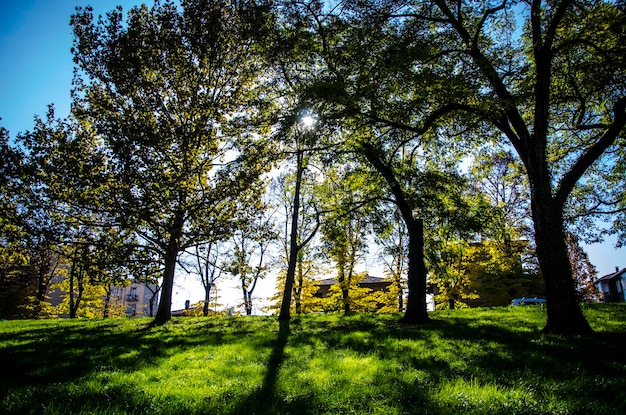 Alberi che crescono nella foresta