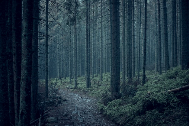 Alberi che crescono nella foresta