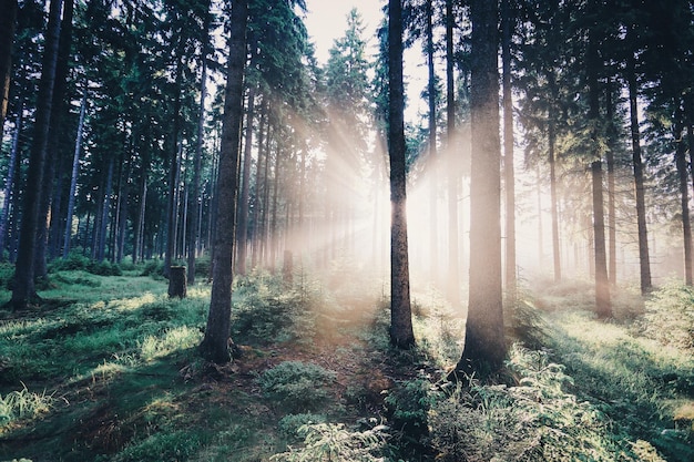 Alberi che crescono nella foresta