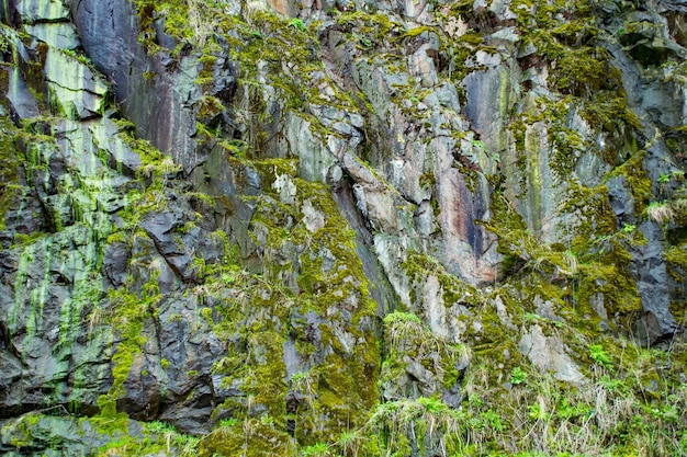 Alberi che crescono nella foresta