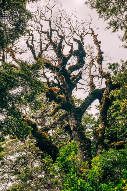 Alberi che crescono nella foresta