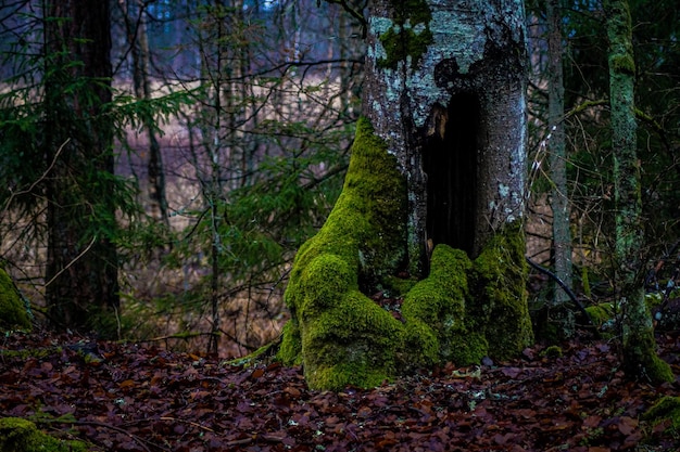 Alberi che crescono nella foresta