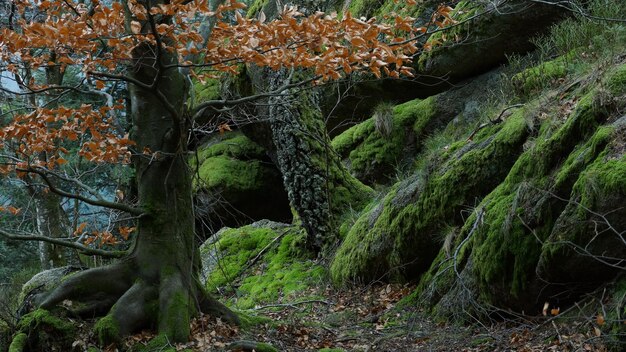 Alberi che crescono nella foresta