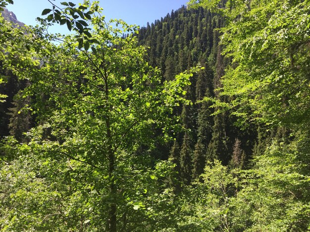 Alberi che crescono nella foresta