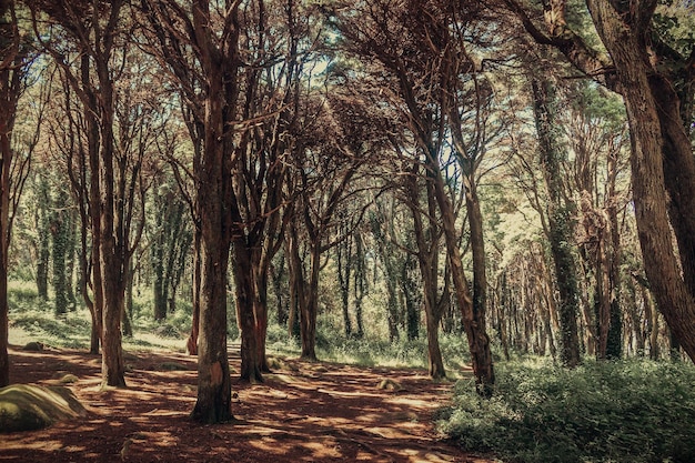 Alberi che crescono nella foresta