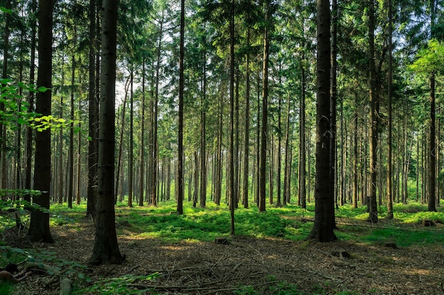 Alberi che crescono nella foresta