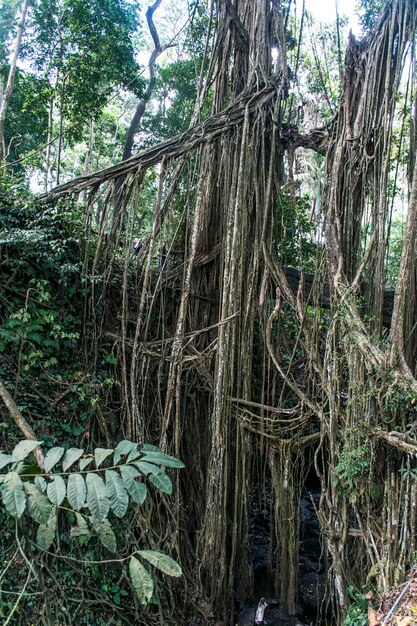 Alberi che crescono nella foresta