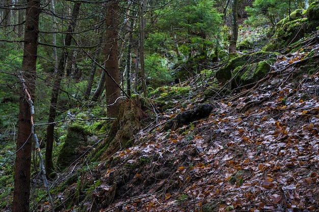 Alberi che crescono nella foresta