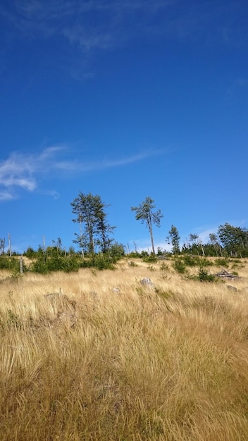 Alberi che crescono sul campo contro un cielo limpido