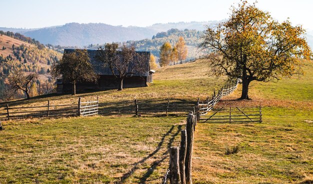 Alberi che crescono sul campo durante l'autunno