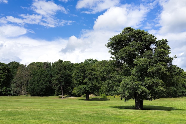 Alberi che crescono sul campo erboso contro il cielo