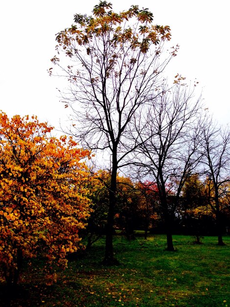 Alberi che crescono sul campo erboso contro un cielo limpido durante l'autunno