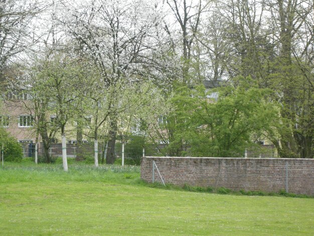 Alberi che crescono sul campo erboso