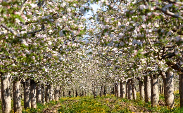 Alberi che crescono sul campo