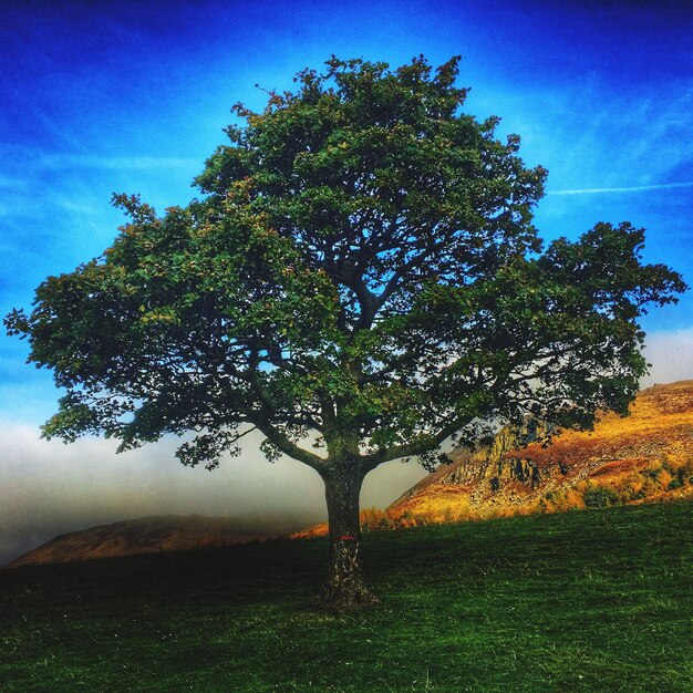 Alberi che crescono sul campo