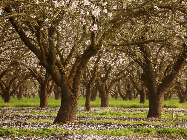 Alberi che crescono sul campo