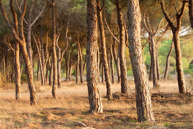 Alberi che crescono sul campo