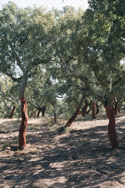 Alberi che crescono sul campo