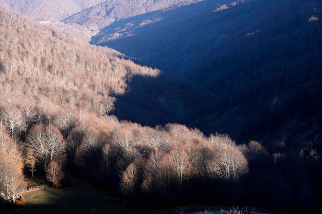 Alberi che hanno perso le foglie in inverno