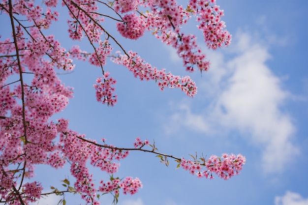 Alberi che sono rosa e hanno un cielo come sfondo