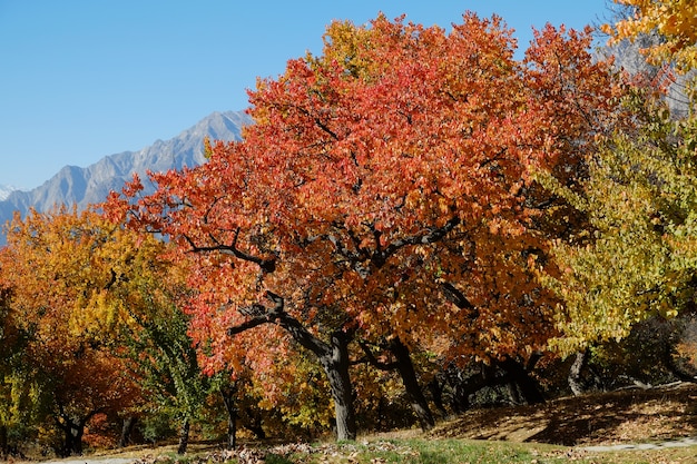 Alberi colorati in autunno. Gilgit-Baltistan, Pakistan.