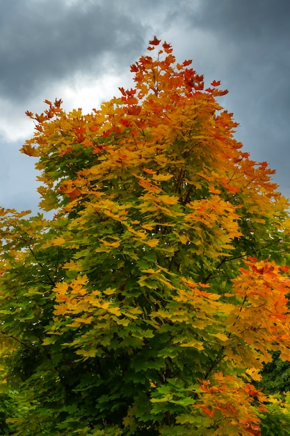 alberi colorati in una giornata autunnale. Sfondo autunnale. Stagione dell'anno autunno