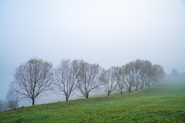 Alberi colorati nelle montagne dei Carpazi ricoperti da una fitta nebbia grigia