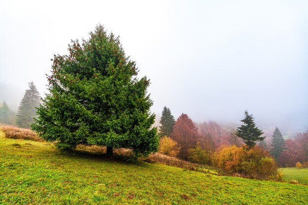 Alberi colorati nelle montagne dei Carpazi ricoperti da una fitta nebbia grigia