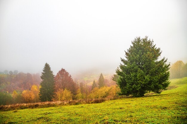 Alberi colorati nelle montagne dei Carpazi ricoperti da una fitta nebbia grigia