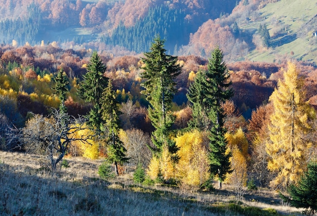 Alberi colorati sul pendio in montagna d'autunno di mattina.