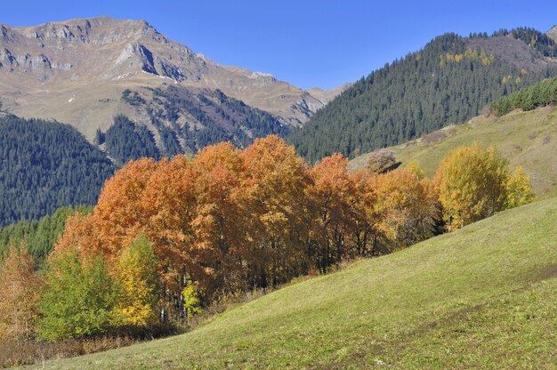 Alberi con bei colori autunnali in un bosco ceduo di fronte alla montagna rocciosa