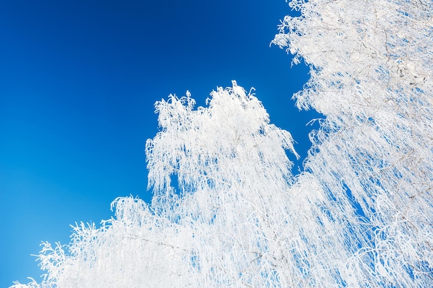 Alberi con brina contro il cielo blu. Bellissimo paesaggio invernale