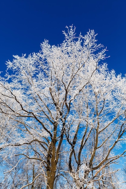 Alberi con brina sullo sfondo del cielo blu puro