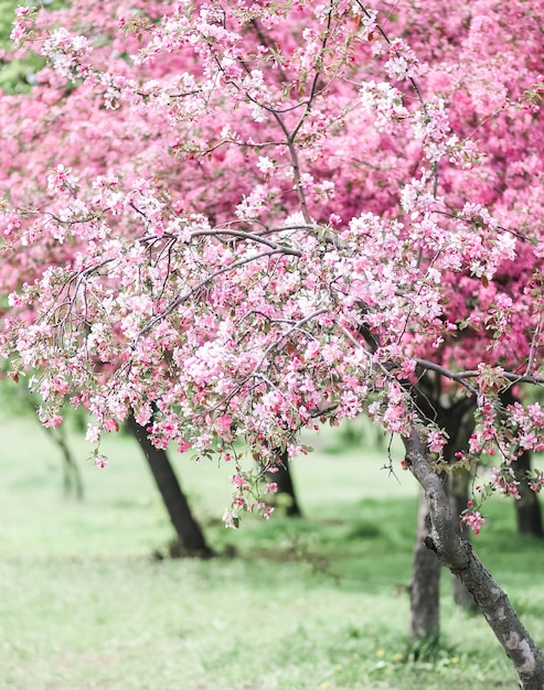 Alberi con fioritura rosa sbocciante