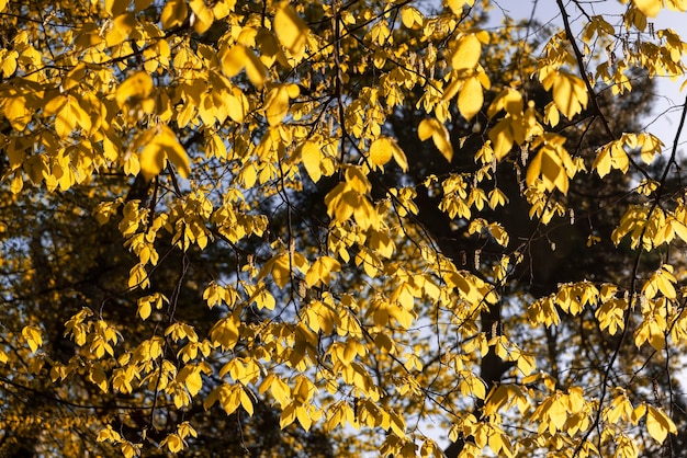 alberi con fogliame arancione e giallo sono illuminati dalla luce del sole bel fogliame autunnale sugli alberi