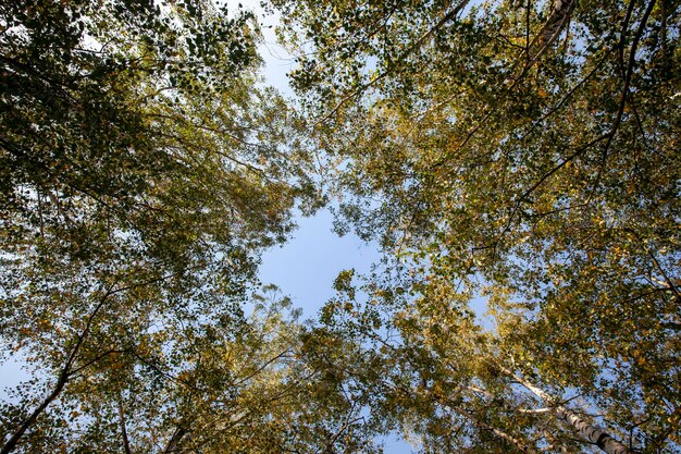 Alberi con fogliame arancione nella stagione autunnale