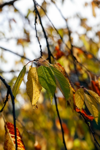 Alberi con fogliame arancione nella stagione autunnale