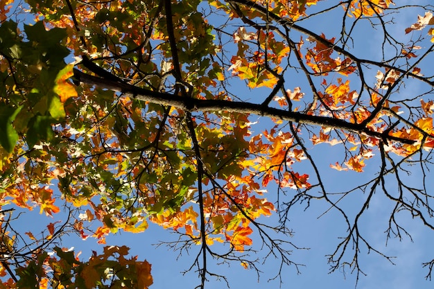 Alberi con fogliame arancione nella stagione autunnale