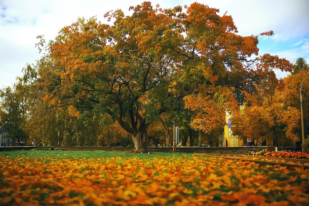 Alberi con fogliame giallo