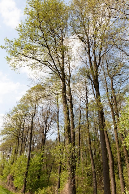 alberi con fogliame giovane verde brillante