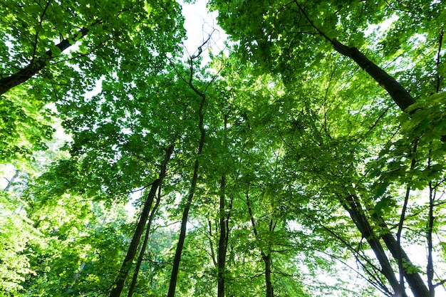 Alberi con fogliame verde in estate, il fogliame degli alberi è illuminato dalla luce solare intensa