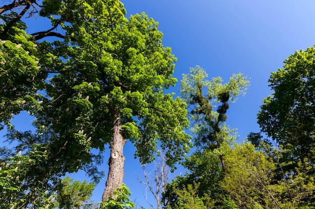 Alberi con fogliame verde in estate, il fogliame degli alberi è illuminato dalla luce solare intensa